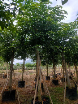 resized-微信图片_20251127233036_388_17.jpg resized-微信图片_20251127233036_388_17.jpg