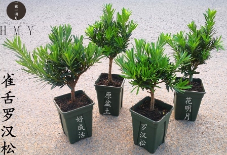 罗汉松 resized-微信图片_20251127233218_394_17.jpg