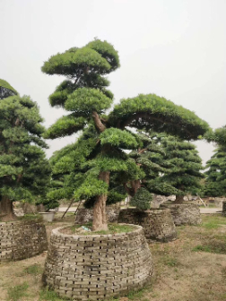 resized-微信图片_20251127233218_395_17.jpg resized-微信图片_20251127233218_395_17.jpg