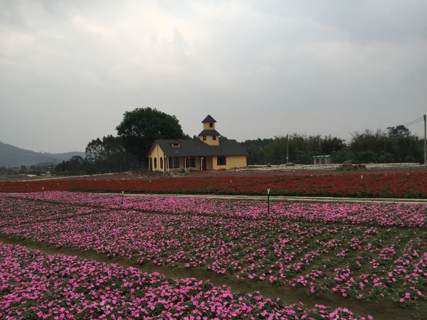“欧式风格花海景区:罗浮山自然环境与浪漫花卉景观的完美融合” resized-微信图片_20251128120115_658_39.jpg