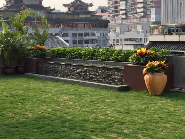 “马尼拉草皮：结缕草品种绿化工程的优选草皮”