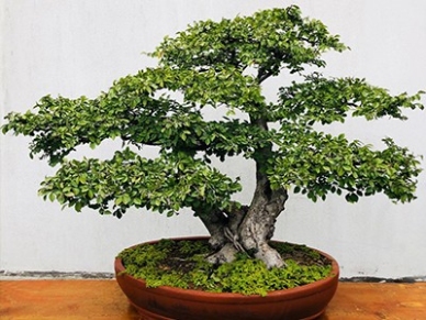 景观设计的艺术与自然完美碰撞!打造城市与自然共生的绿色奇迹! 景观设计的艺术与自然完美碰撞!打造城市与自然共生的绿色奇迹!