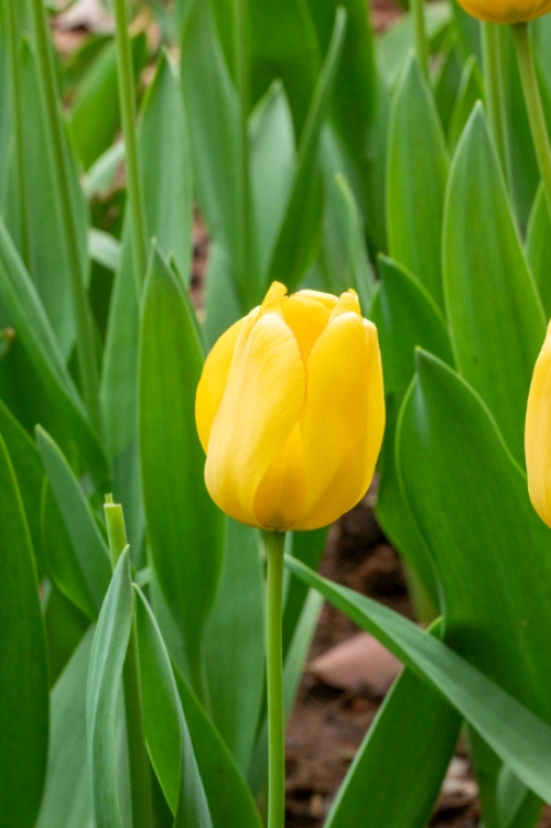 四季花卉推荐:让你的园艺景观常年绿意盎然 resized-微信图片_20251130220936_780_17.jpg