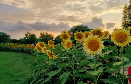 四季花卉推荐:让你的园艺景观常年绿意盎然 resized-微信图片_20251130220936_781_17.jpg