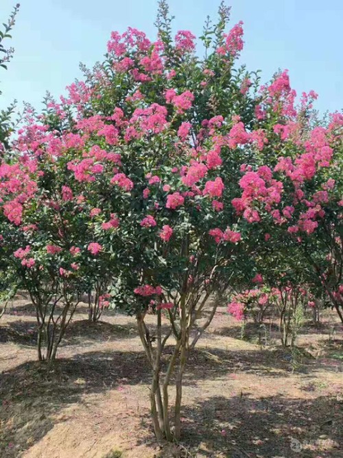 四季花卉推荐:让你的园艺景观常年绿意盎然 resized-微信图片_20251130220953_782_17.jpg