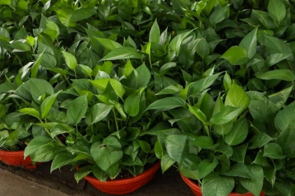 花草栽培指南:如何选择和照料你的植物 resized-微信图片_20251202101740_1036_39.jpg