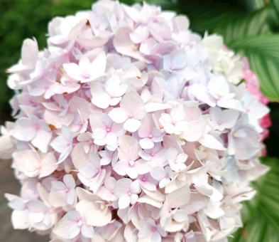 打造绿意盎然的花园:园艺爱好者的花草推荐 resized-微信图片_20251203100923_1083_39.jpg