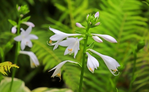 打造绿意盎然的花园:园艺爱好者的花草推荐 resized-微信图片_20251203101016_1085_39.jpg