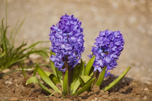 揭秘园林植物配置技巧!让你的绿地瞬间变成天堂! resized-微信图片_20251206111147_1203_39.jpg