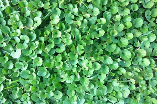 揭秘园林植物配置技巧!让你的绿地瞬间变成天堂! resized-微信图片_20251206111147_1204_39.jpg