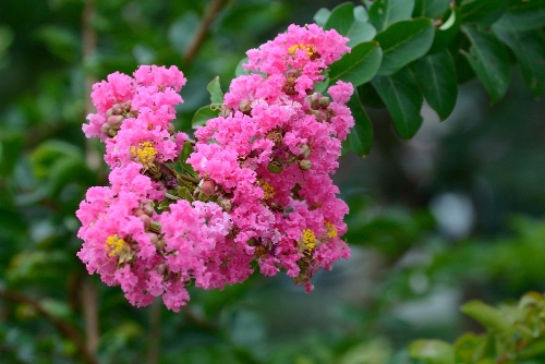 揭秘园林植物配置技巧!让你的绿地瞬间变成天堂! resized-微信图片_20251206111148_1205_39.jpg