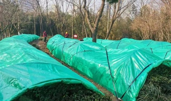 想要绿化景观四季常青?这10个园林绿化养护技巧让你的绿植秒变艺术品! resized-微信图片_20251209111432_1362_39.jpg