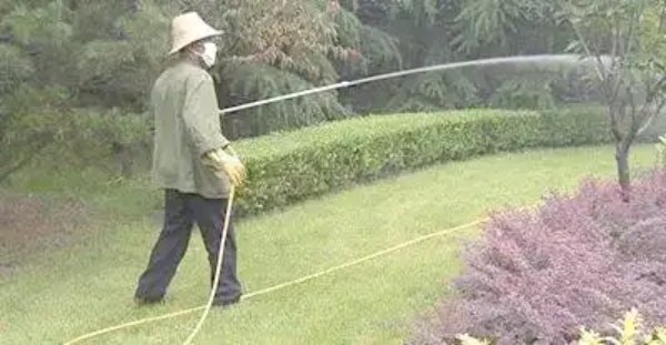 想要绿化景观四季常青?这10个园林绿化养护技巧让你的绿植秒变艺术品! resized-微信图片_20251209111432_1361_39.jpg