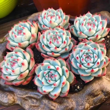 “植物杀手”的救星!这8种“死不了”的多肉,越懒养越爆盆,半年不管胖成球! resized-微信图片_20251215102132_1518_39.jpg