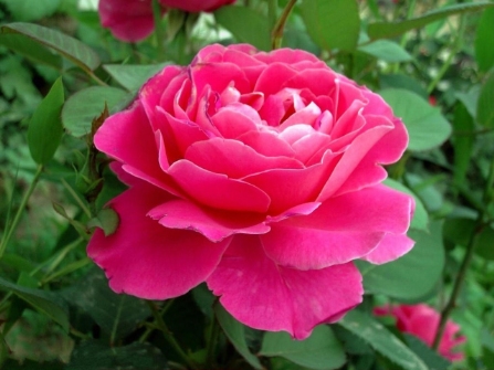 2025年最流行的花草品种，快来为你的花园添彩！